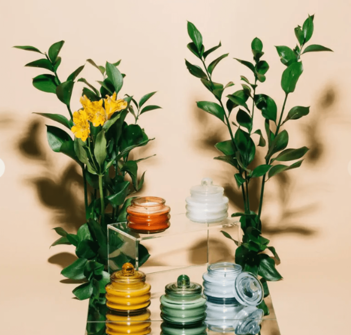 Beam 3 oz Candle - Cactus Flower - Twirls + Twigs