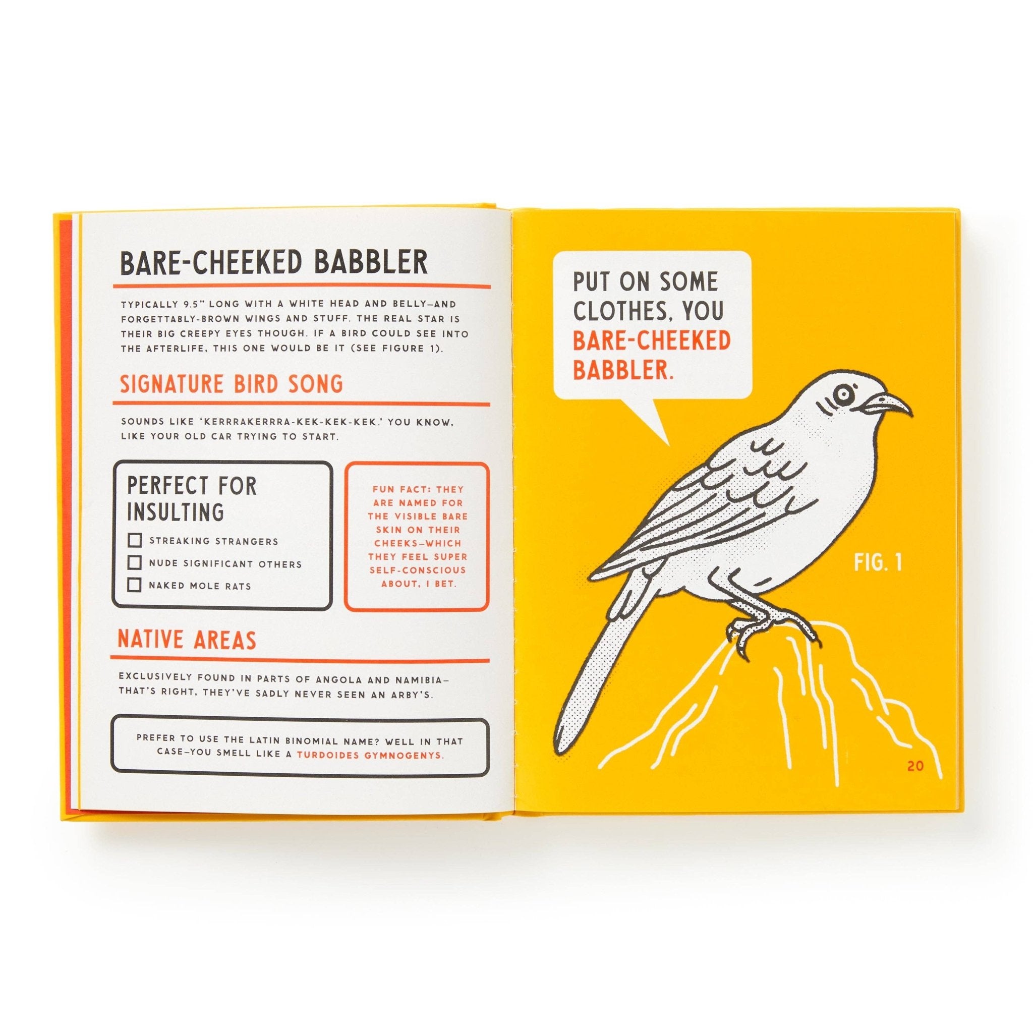 Brass Monkey Illustrated Guide to Birds - Twirls + Twigs