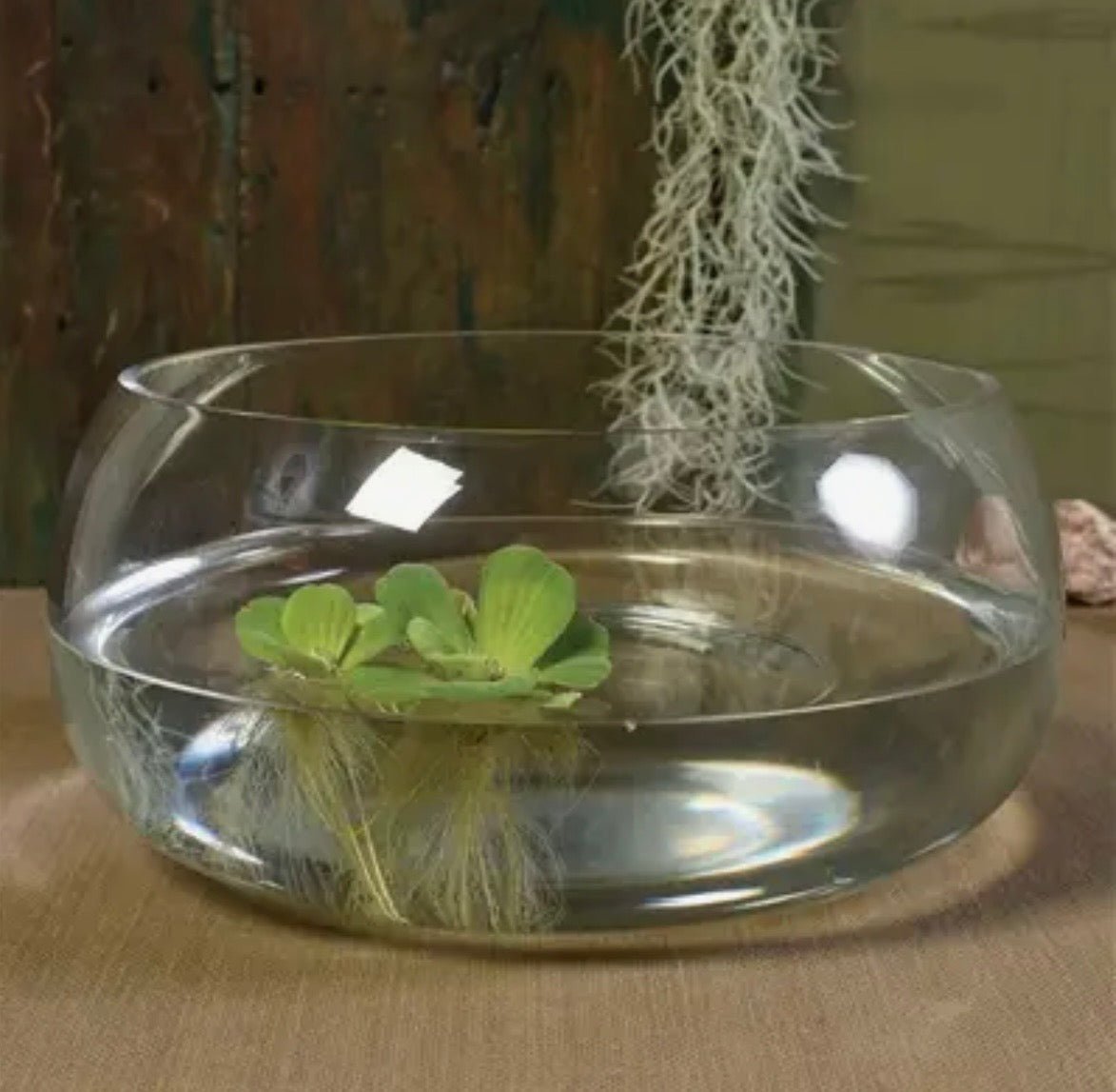 Glass Pond - Twirls + Twigs